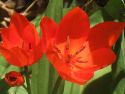 Tulipa_praestans_Fusilier1__IMG_8479.JPG