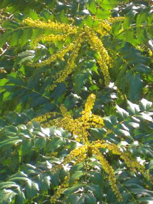 Mahonia_Wintersun__IMG_8498.JPG