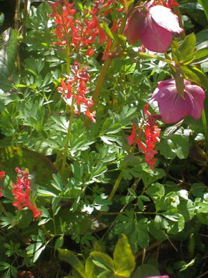 Corydalis_solida_v._transsylvanica__IMG_8502.JPG