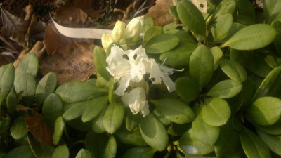 Kopie_von_02042011061R.aureum_Cangbi_Shan.jpg