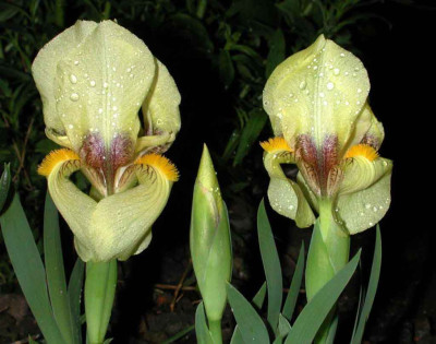 Iris_reichenbachii_nachts.jpg