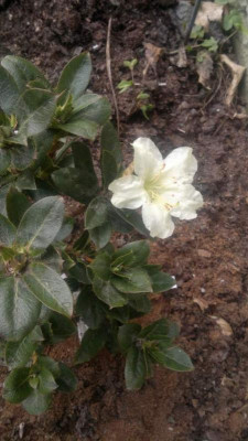 Kopie_von_02042011088R.flecherianum.jpg