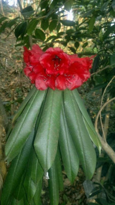 Kopie_von_02042011068R.strigillosum.jpg