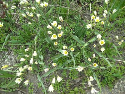 ersteTulpen.jpg