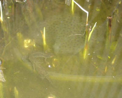 froschlaich.jpg