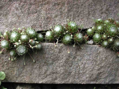 Sempervivum_arachnoideum_in_Mauer.jpg