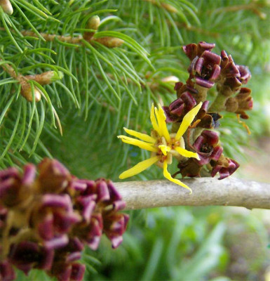 Hamamelis-Aprilblute-020411.jpg