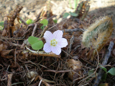 Oxalis_acetosella_2011ea.jpg