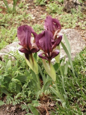HBV_iris_reichenbachii.jpg