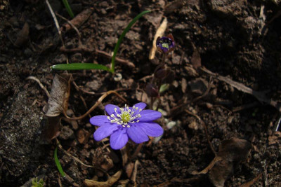 cf_supernova_2011_zg.jpg