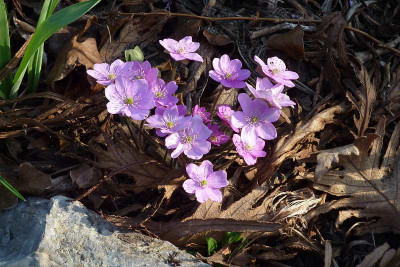 cf_rosa_von_haendel_2011_zg.jpg