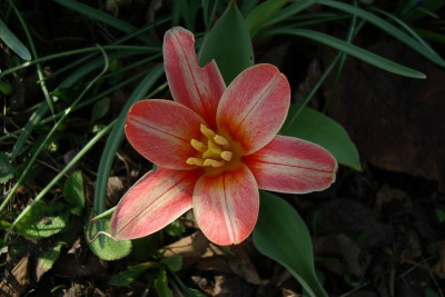 erste_tulpe_2011_zg.jpg