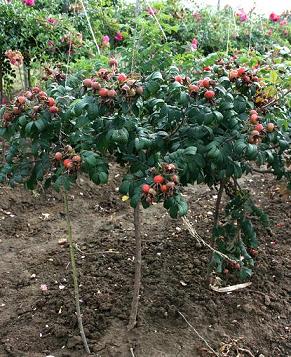 Rotes_Phanomen_20090926_2.jpg
