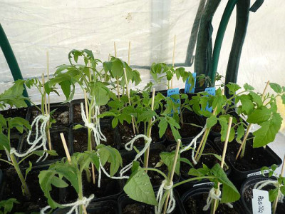 11tomatenpflanzen03.jpg