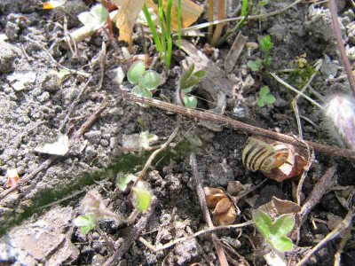 Hepatica_Kindergarten_110403.jpg