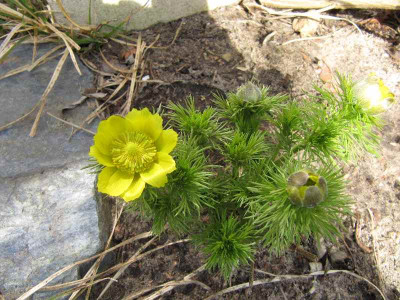 Adonis_vernalis_110403.jpg