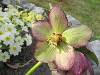 Helleborus_helldunkel_110403.jpg
