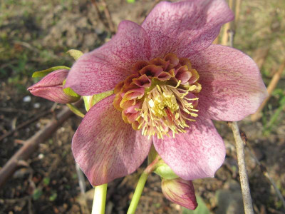 Helleborus_Tutu_110403.jpg