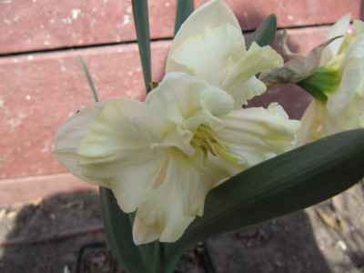 White_Chocolate_110403.jpg