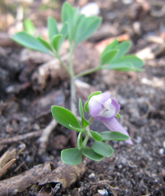 Corydalis_welches.jpg