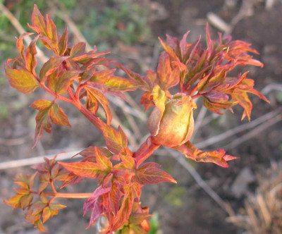 Paeonia_rockii_bud_1024x768.jpg