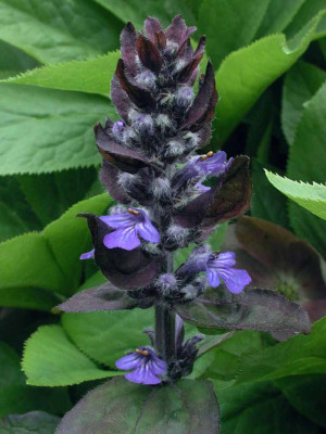 Ajuga_reptans.jpg