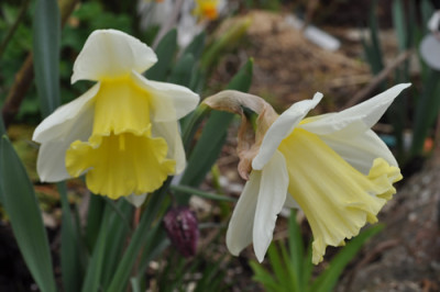 Narcissus_Mount_Hood_0011__1058.jpg
