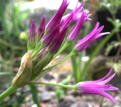 Allium_falcifolium.jpg