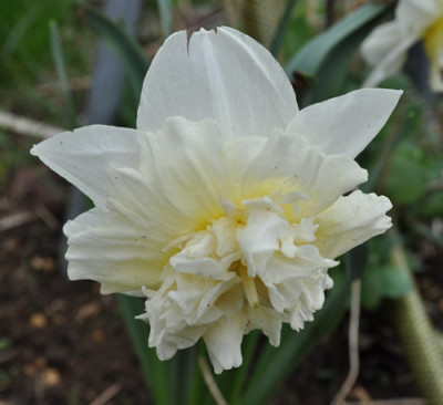 Narcissus_Ice_King_w_0011__1062.jpg