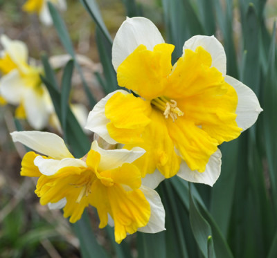 Narcissus_Orangery_0011__1064.jpg