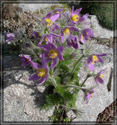 comp_Pulsatilla_vulgaris__02.04.11.jpg