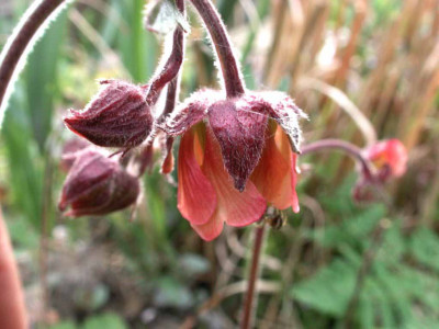 Geum_rivale.jpg