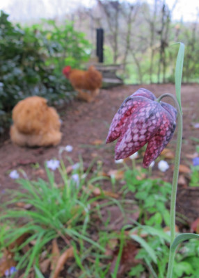 Fritillaria_meleagris_tanne.jpg