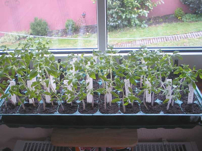 Tomaten_4.04.11.jpg