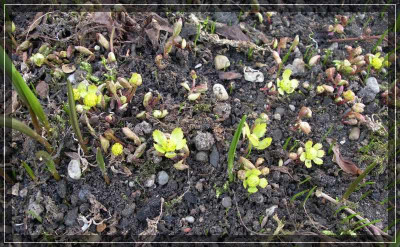 comp_Haquetica_epipactis_02.04.11.jpg