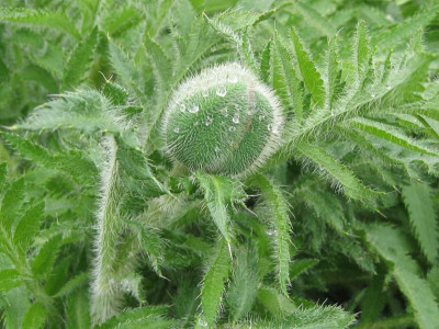 Papaver_orientalis_20110404.jpg