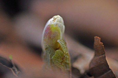 sanguinaria-canadensis-mul.jpg
