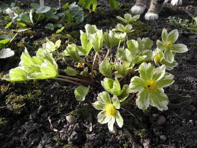 Hacquetia_epipactis_Thor_2_80.jpg