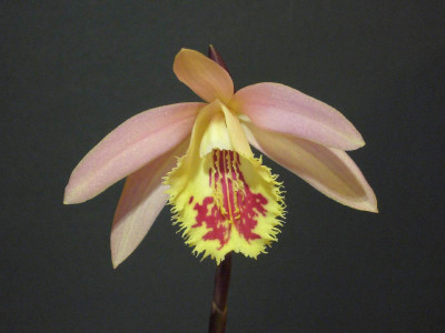 Pleione_Shantung_IV_B_1200x1200_80KB.jpg