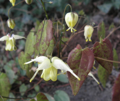 Epimedium_Flowers_of_Sulphur_80k.jpg