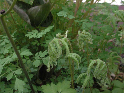 Phegopteris_connectilis.jpg