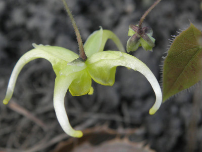 Epimedium_davidii_80k.jpg