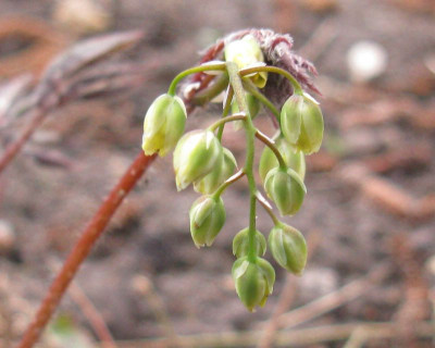 Epimedium_pinnatum_subsp_colchicum.jpg