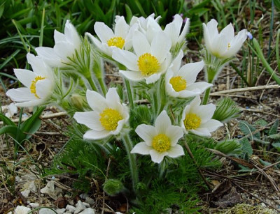 DSCF1337_ePulsatilla_vulgaris_Alba.JPG