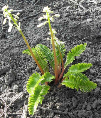 Pteridophyllum_racemosum_80k.jpg