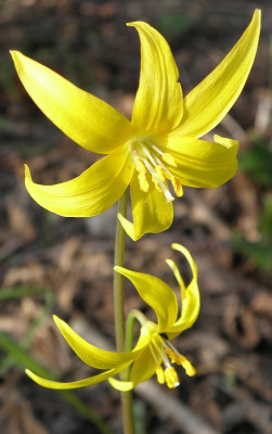 Erythronium_tuolumnense_80k.jpg