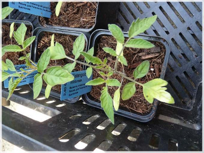 Kuestengold_Seedling.jpg