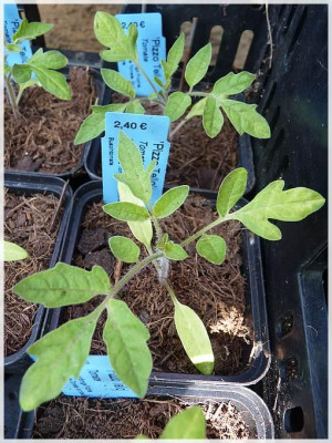 Pizzo_Tello_Seedling1.jpg