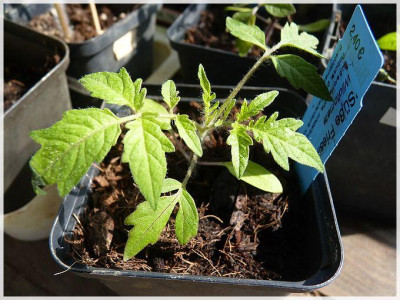 Suesse_Friesin_Seedling2.jpg