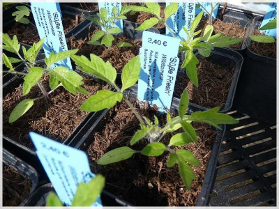 Suesse_Friesin_Seedling1.jpg